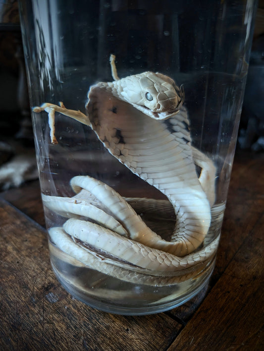 Vintage Cobra wet specimen (1960s)
