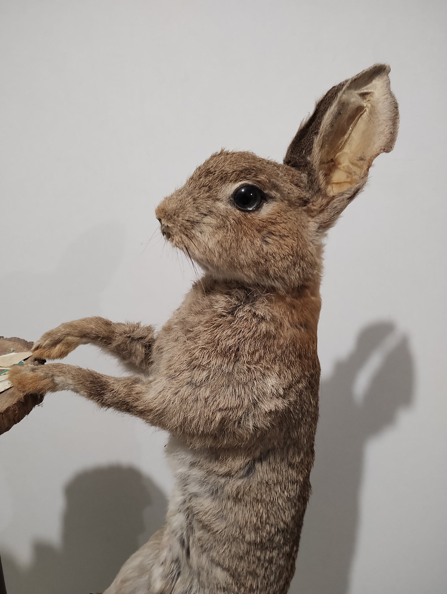 Antique Taxidermy of Rabbits