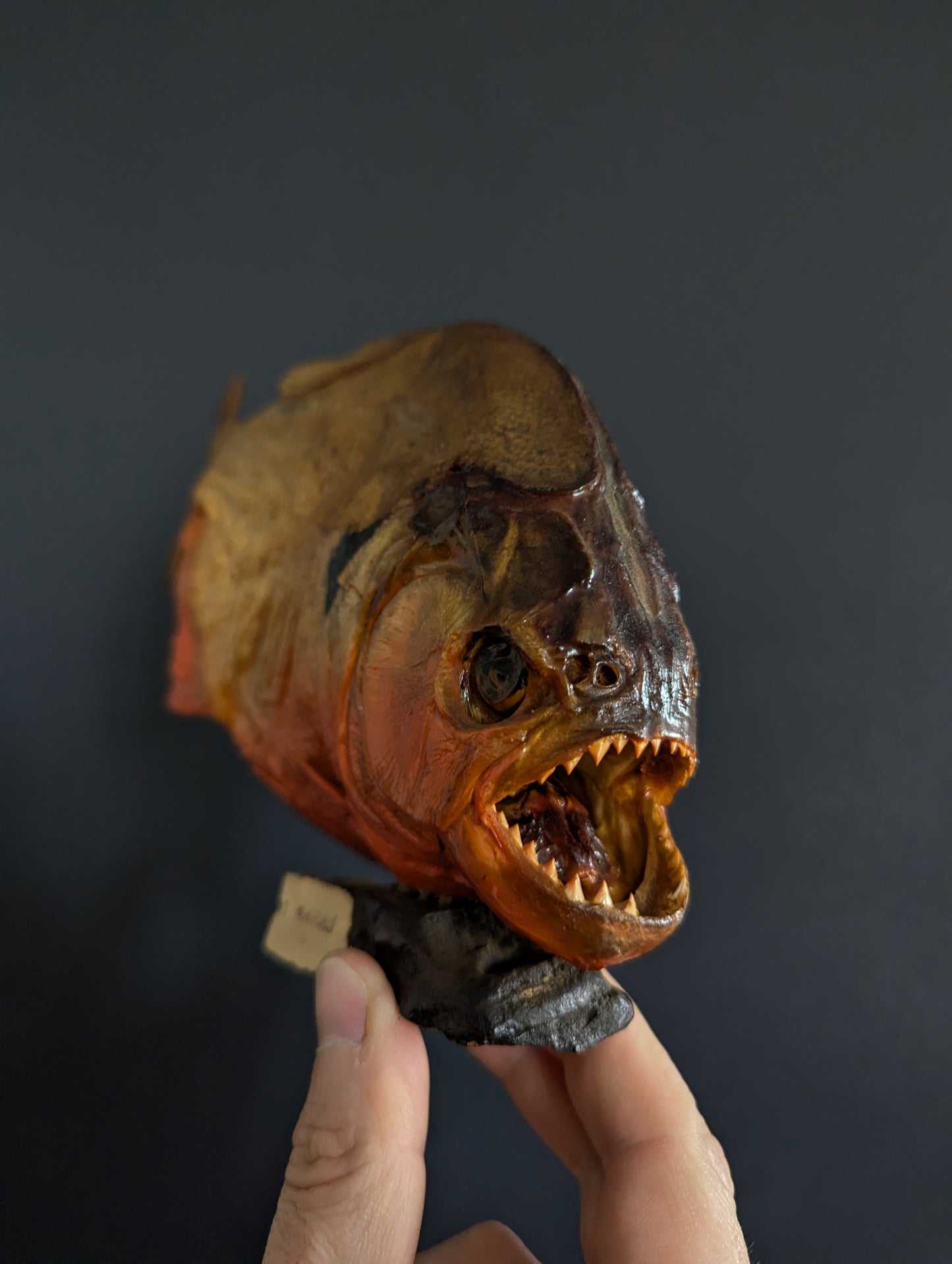 Piranha Taxidermy from Venezuela