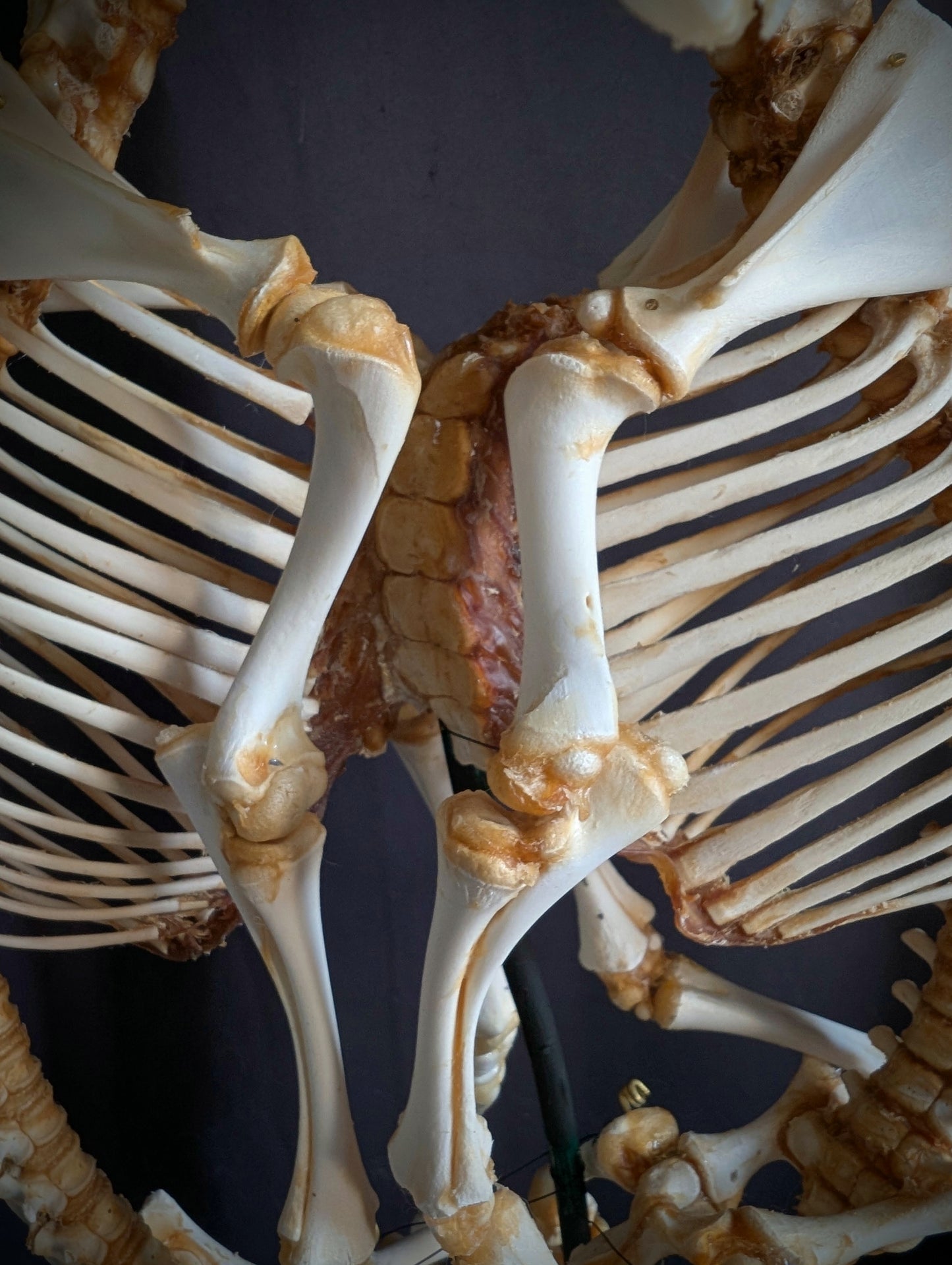 Exceptionally Rare conjoined twin sheep skeleton (Cephalothoracoventropagus).
Standing 60 cm (23.6 inches)