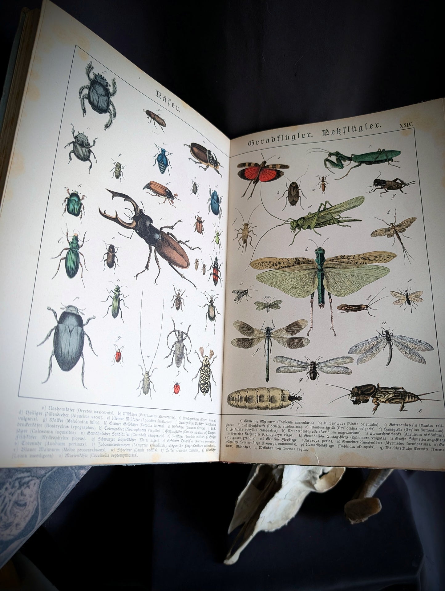 Old German book from 1886 "Naturgeschichte der Reptilien, Amphibien, Fische, Insekten.." by Dr Schubert