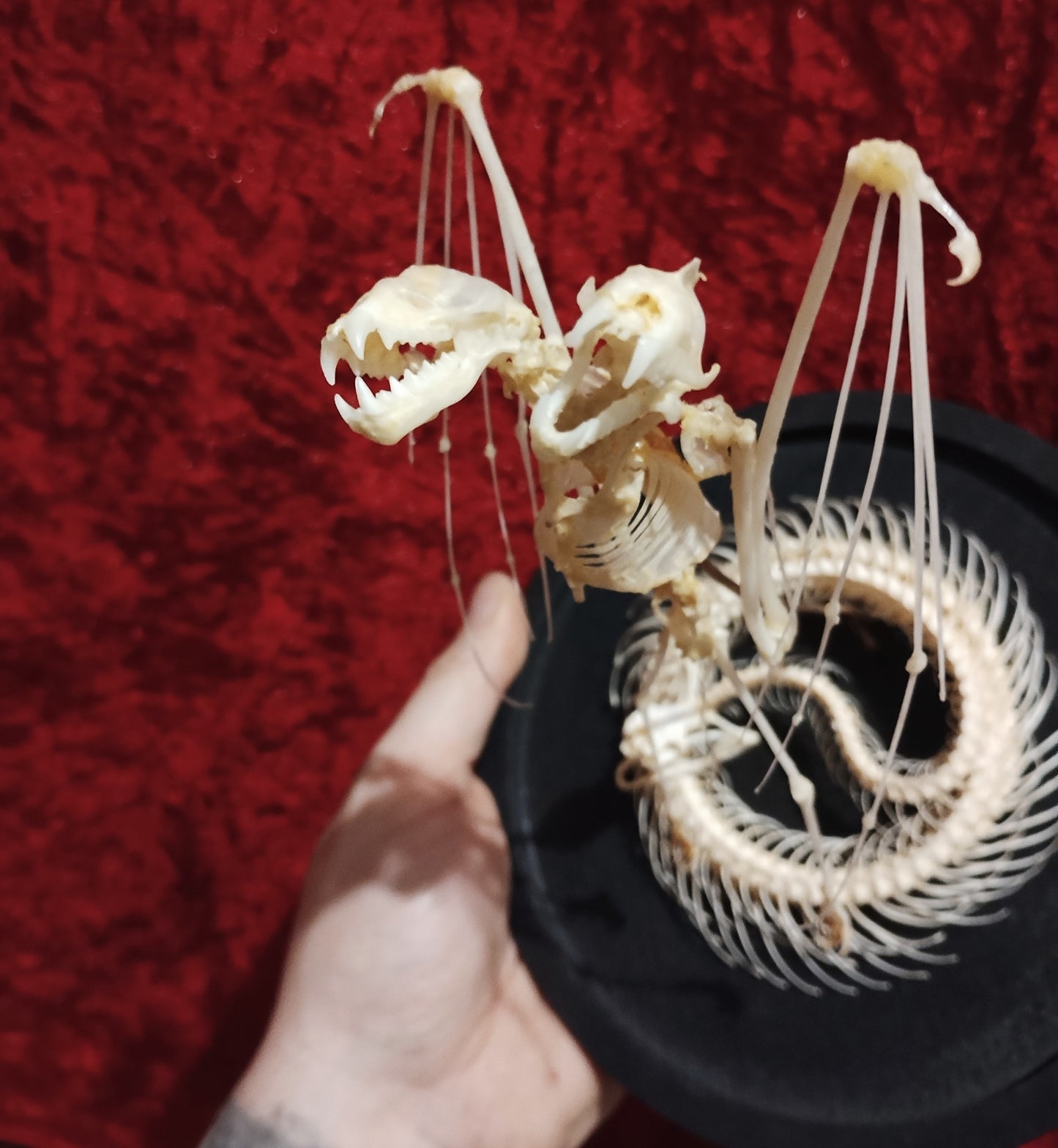 A two-headed Bat and Snake skeleton in globe