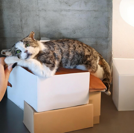 Beautiful Cat taxidermy (professional quality)