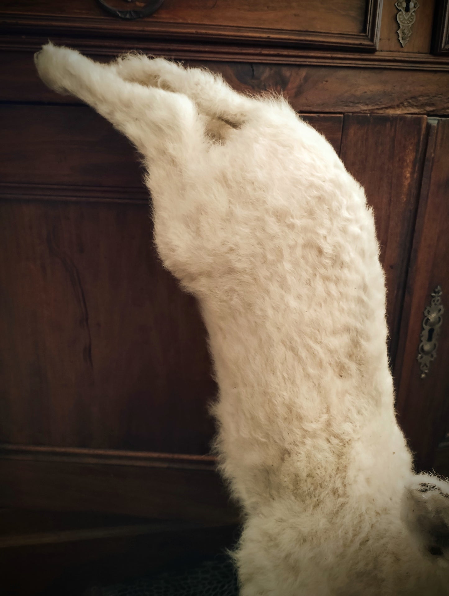 White Lamb taxidermy jumping