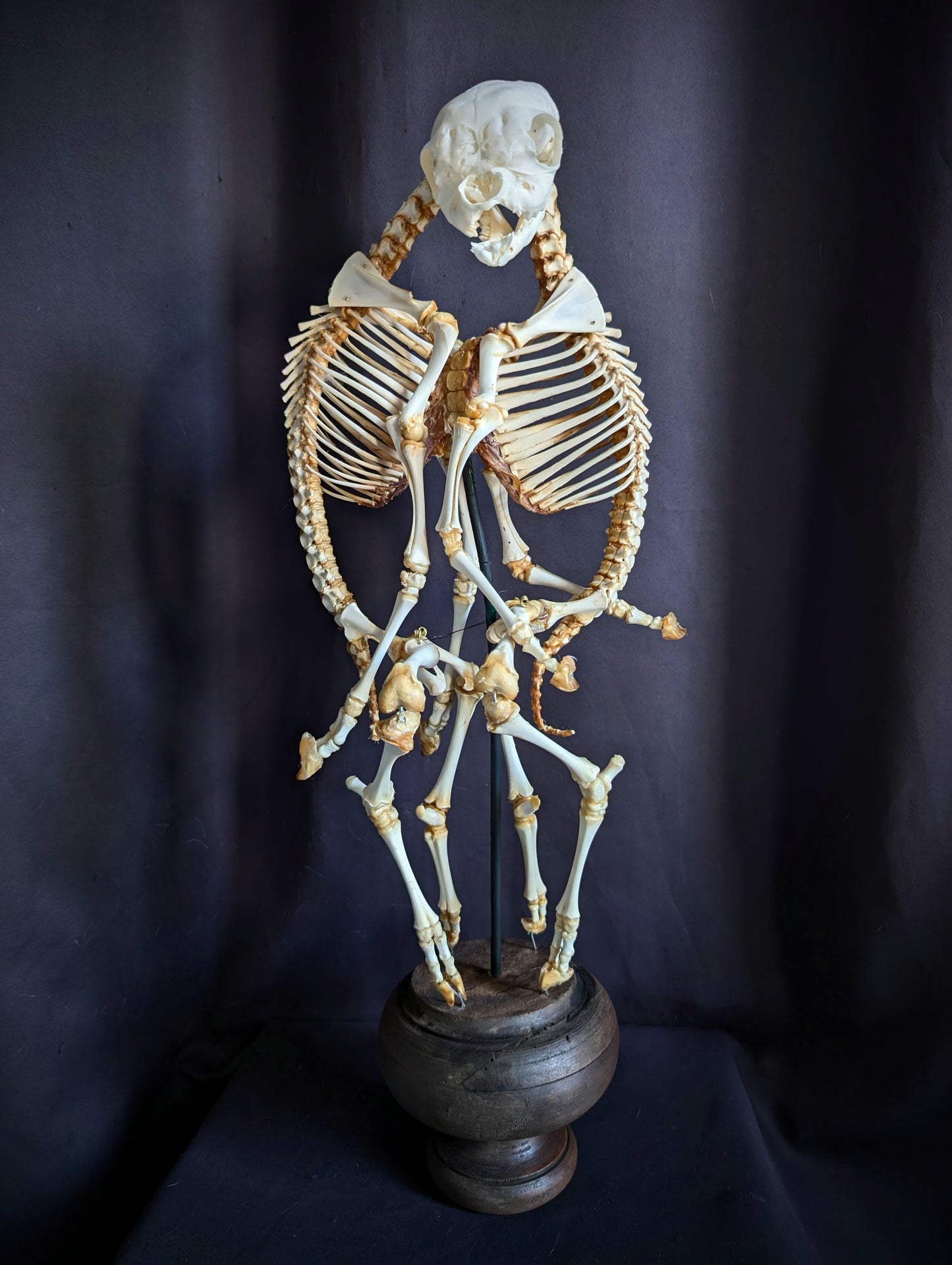 Exceptionally Rare conjoined twin sheep skeleton (Cephalothoracoventropagus).
Standing 60 cm (23.6 inches)