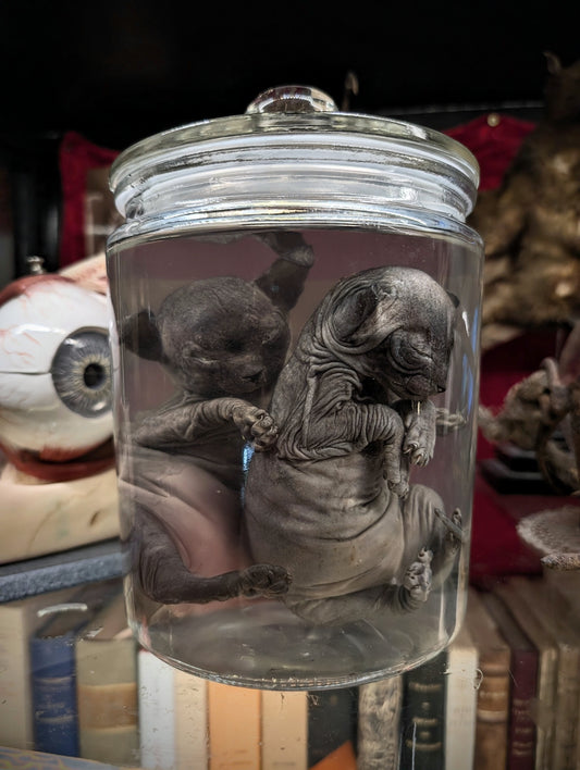 Two Sphinx brothers, wet specimens  (Rare !!)