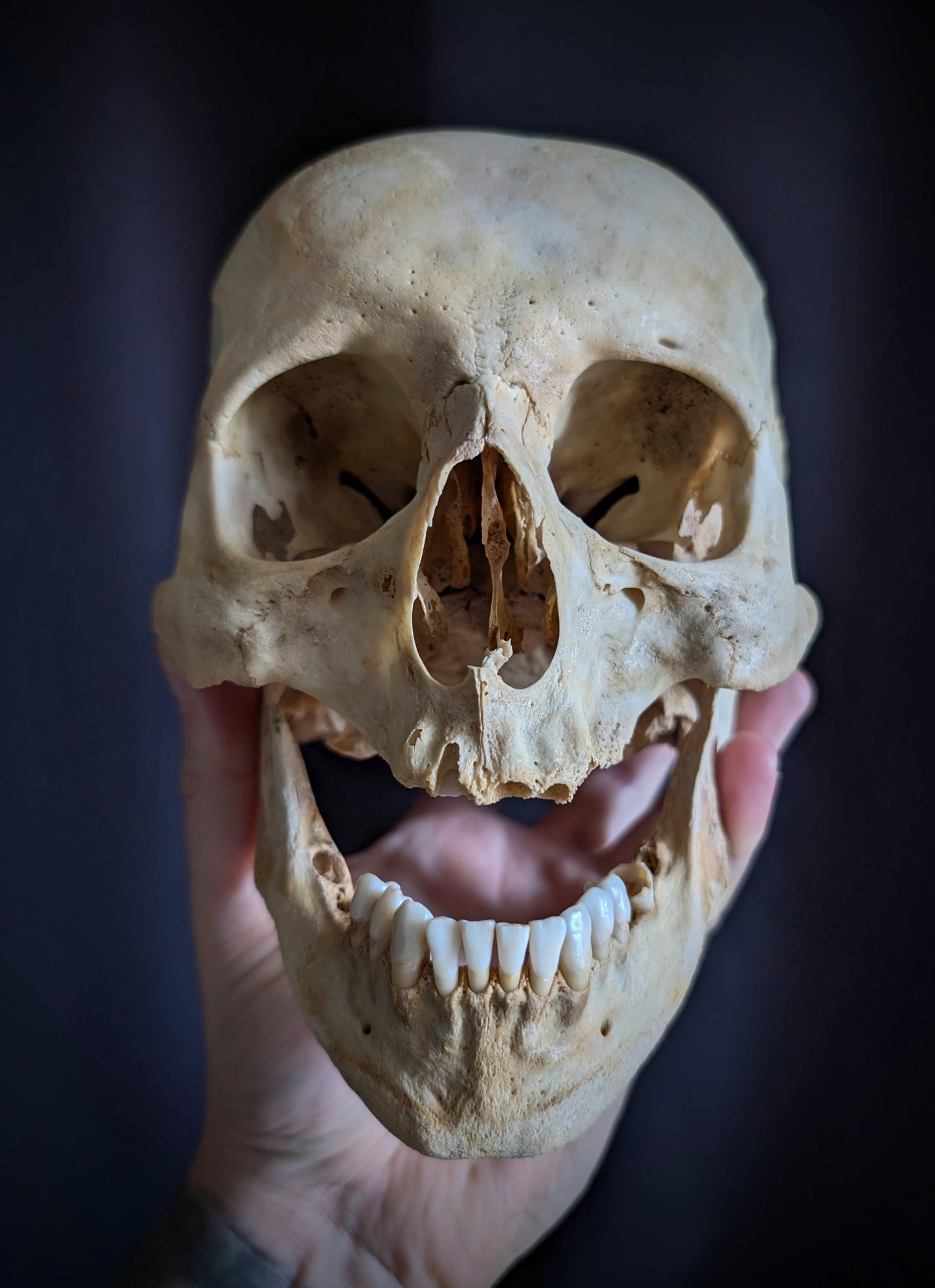 An antique German skull from the late 19th century