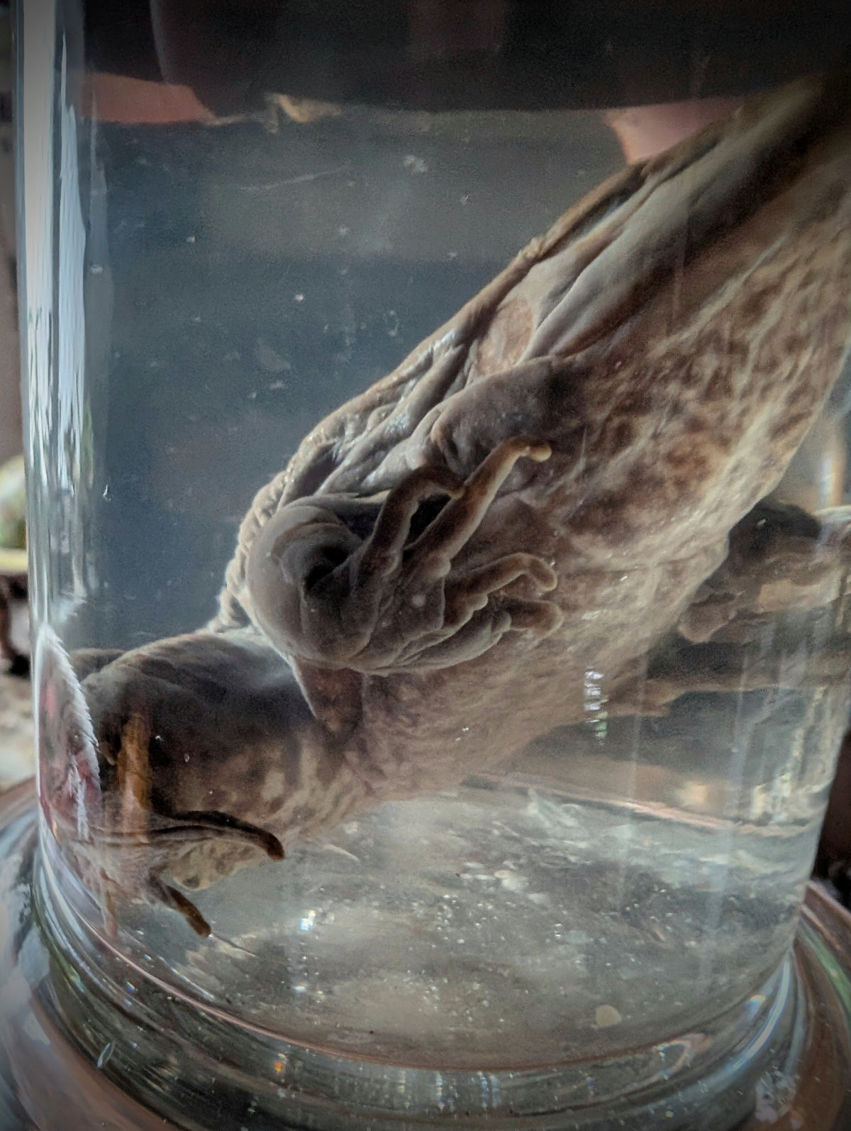Antique Preserved Toad – Boubée Collection - Wet Specimen (100 years)