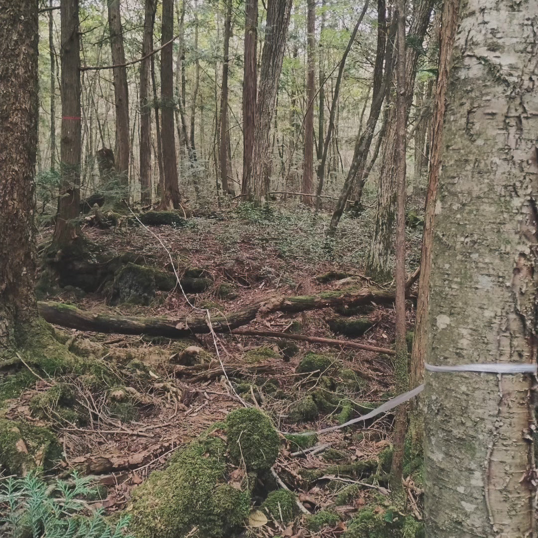 1 meter of white string from the Suicide Forest Aokigahara in Japan