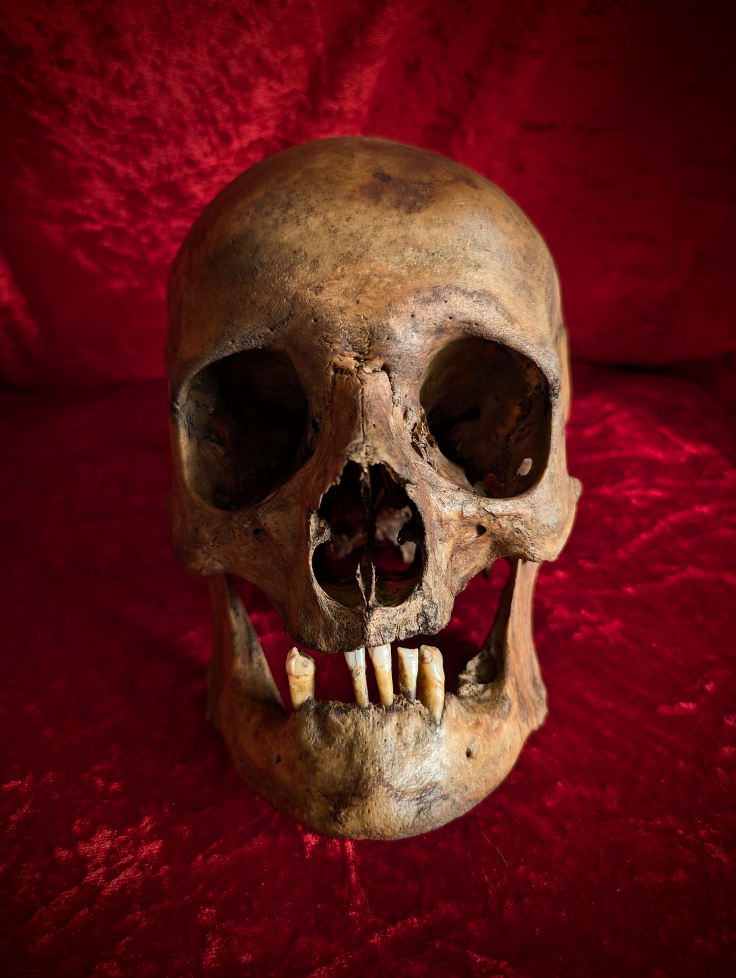 Antique dark male skull from Italy (19th century)