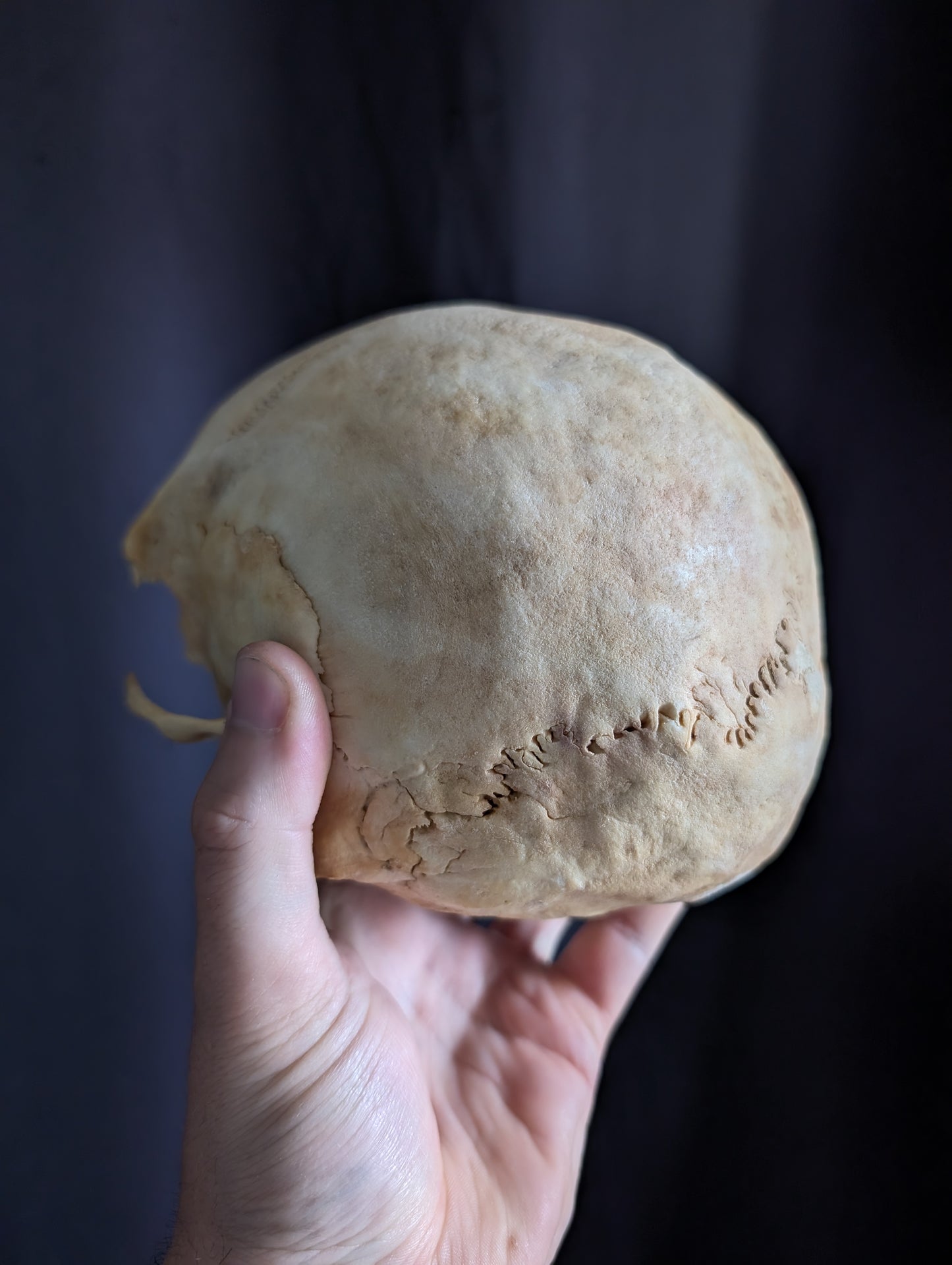Antique skull from Italy (early 1900)