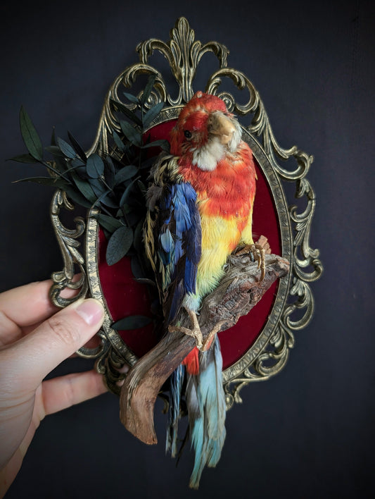 Old platycercus eximius parakeet on a baroque frame (1960's taxidermy)