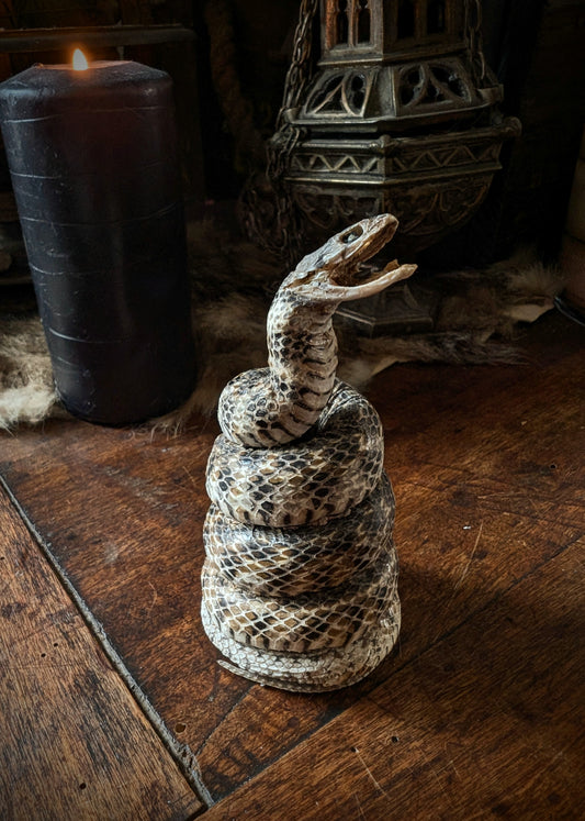 Old little snake taxidermy