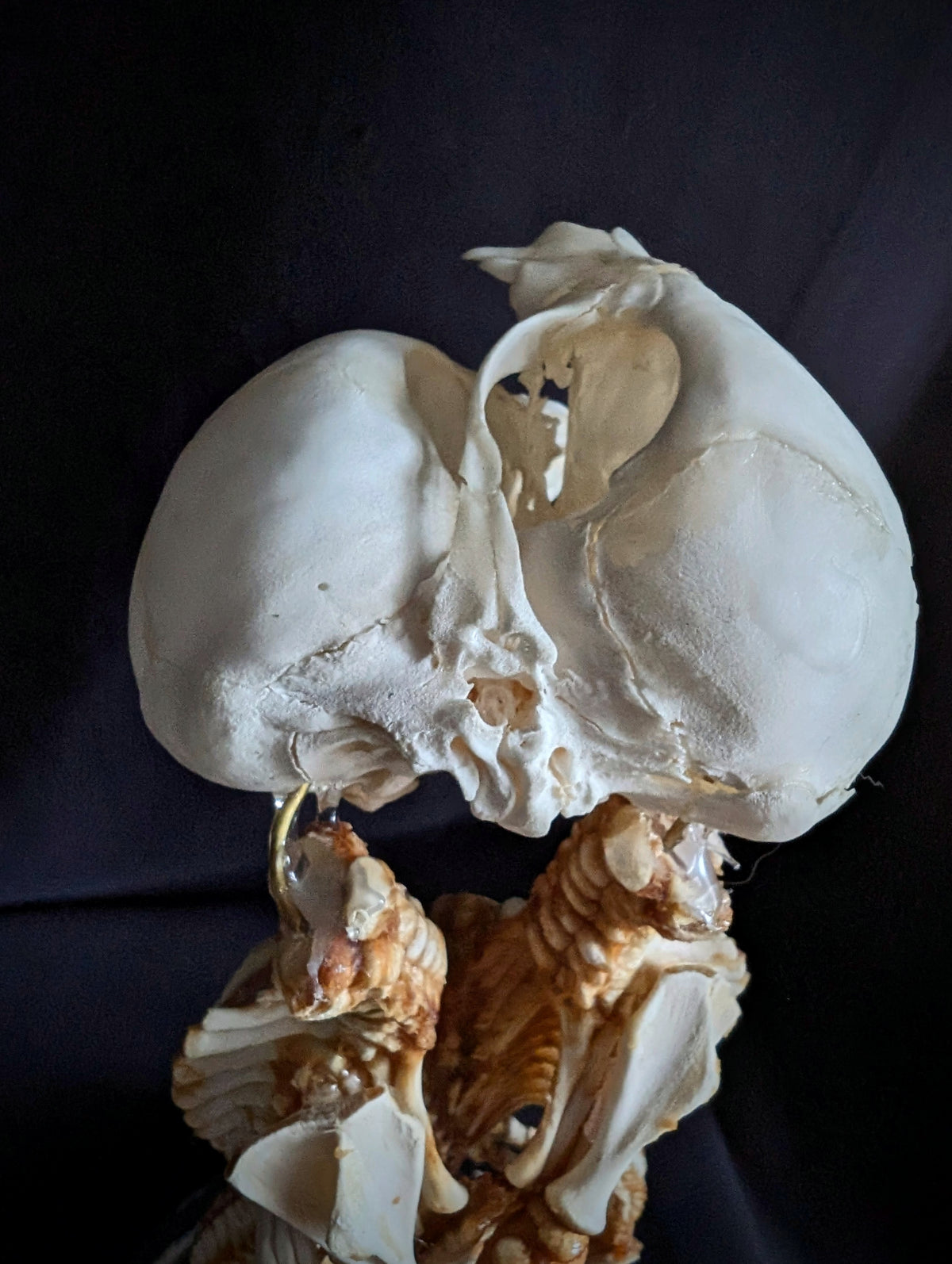Rare Cephalopagus Pig Twin Skeleton "The Self-Devouring Form"