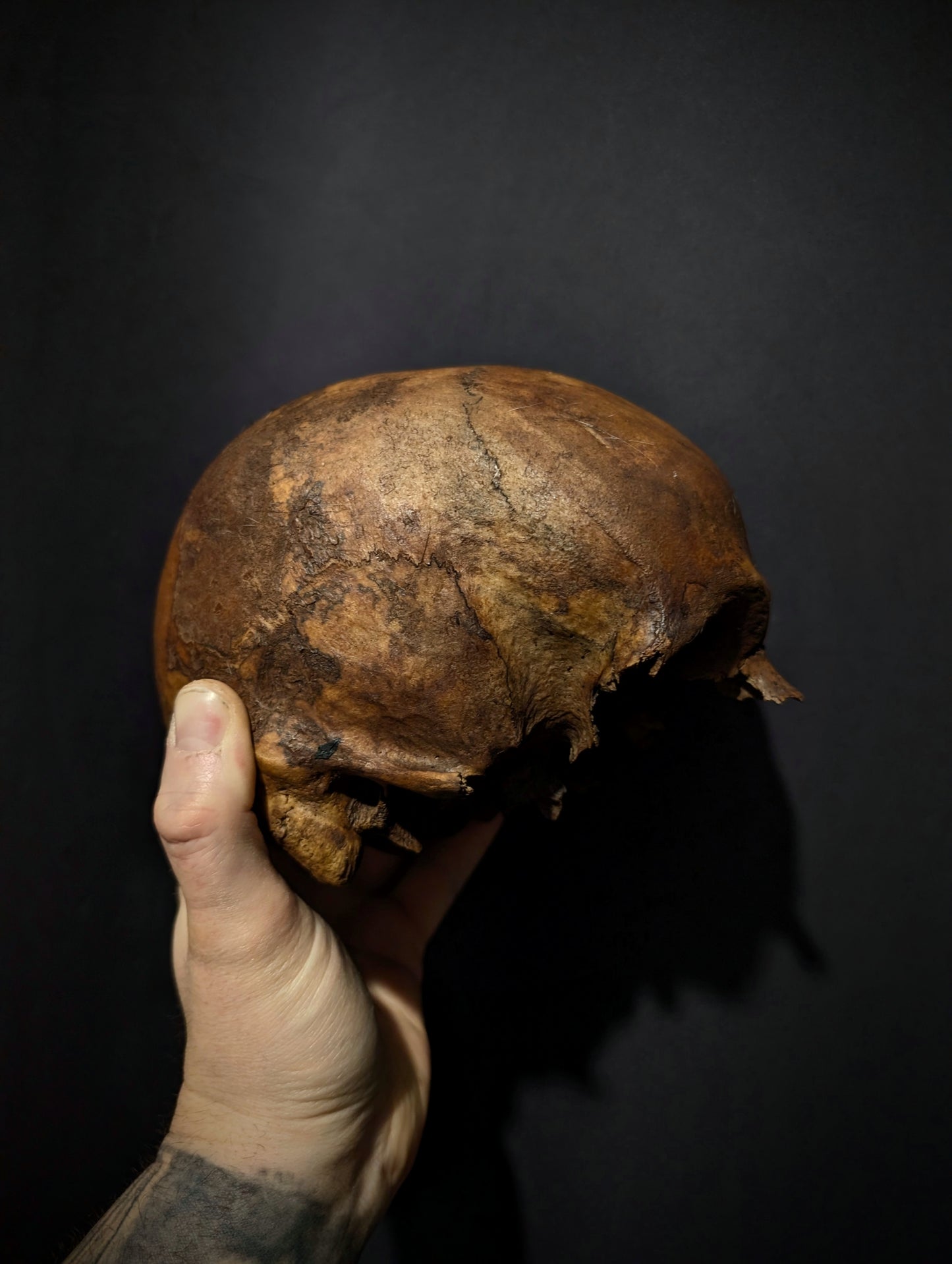 Old skull with a dark patina (Austria late 19th century)