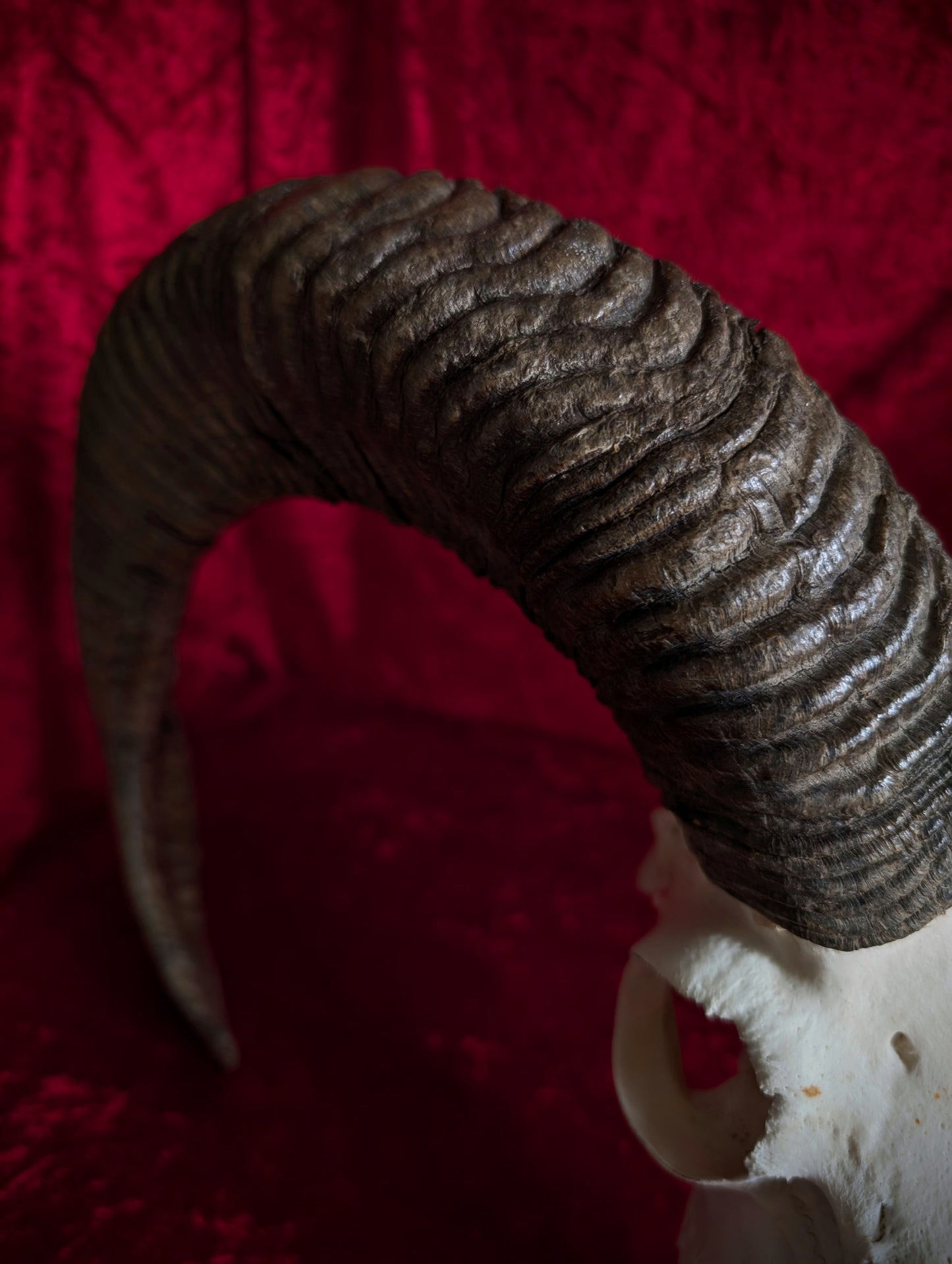 Mouflon Skull (40cm)