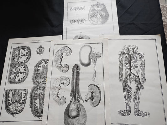 Old 19th anatomy lithograph set #6