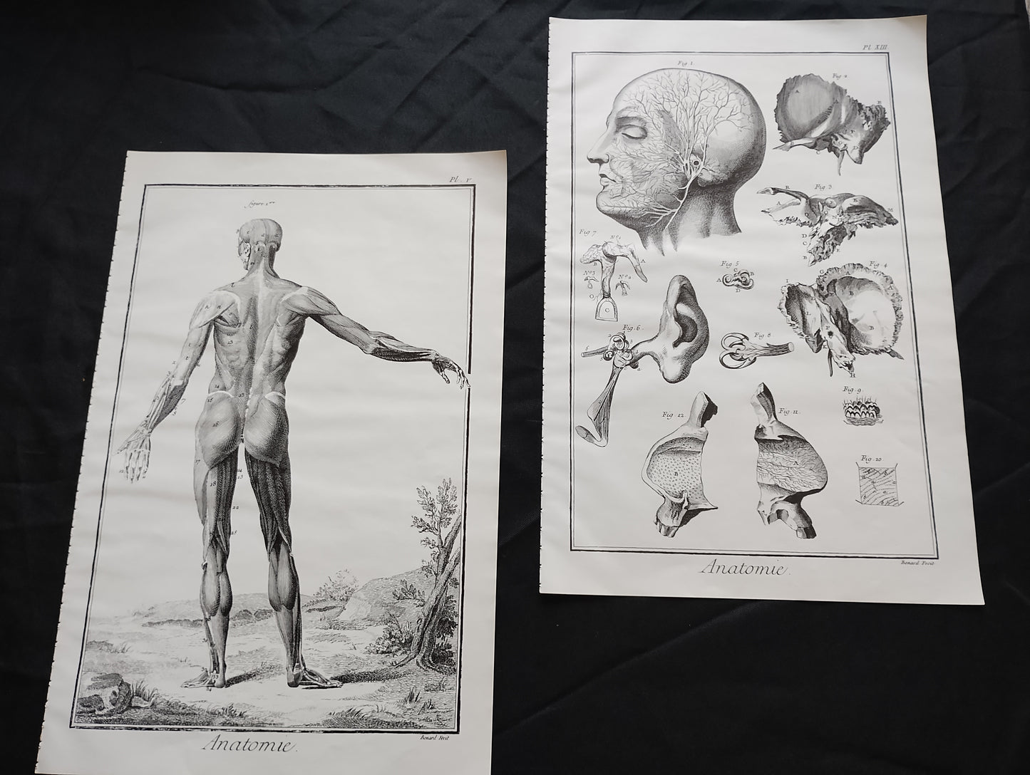Old 19th anatomy lithograph set #2