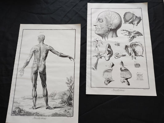 Old 19th anatomy lithograph set #2