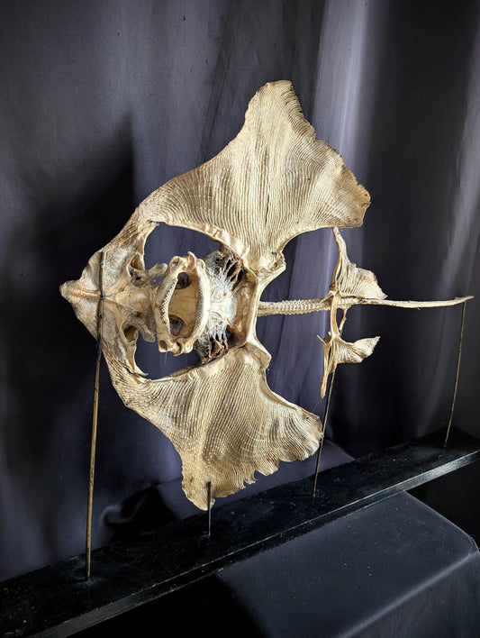 Large Eagle Ray Skeleton on Stand – Early 20th Century