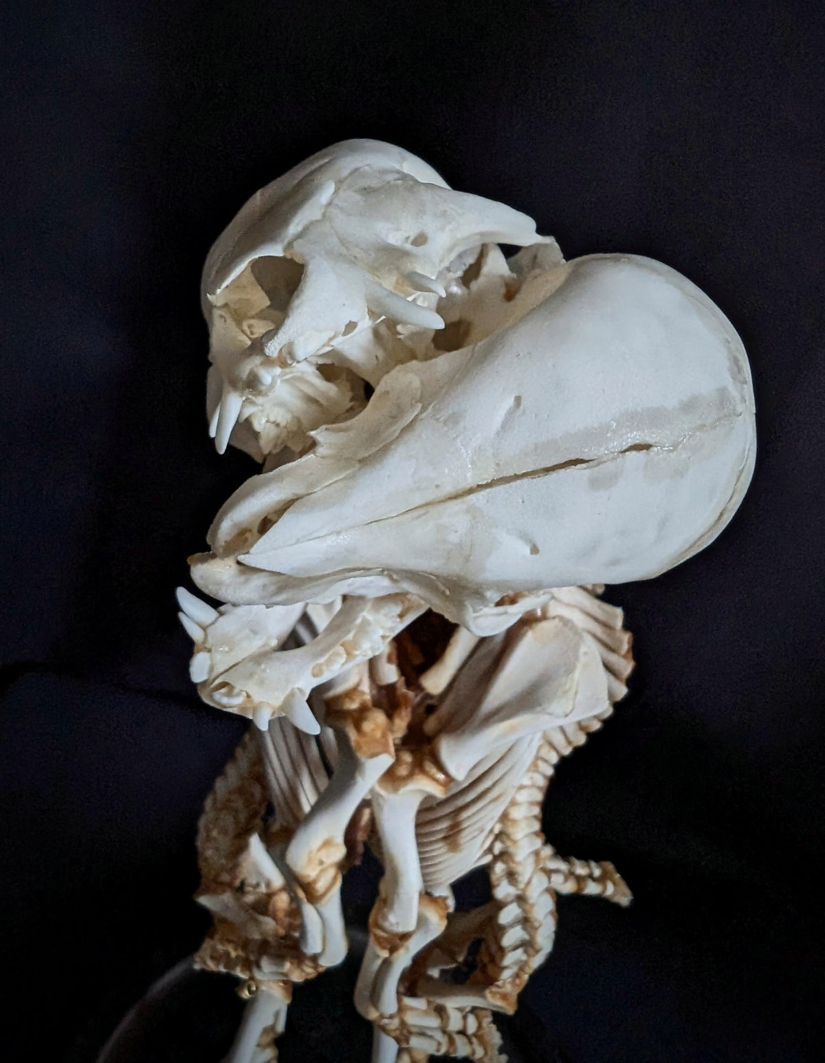 Rare Cephalopagus Pig Twin Skeleton "The Self-Devouring Form"