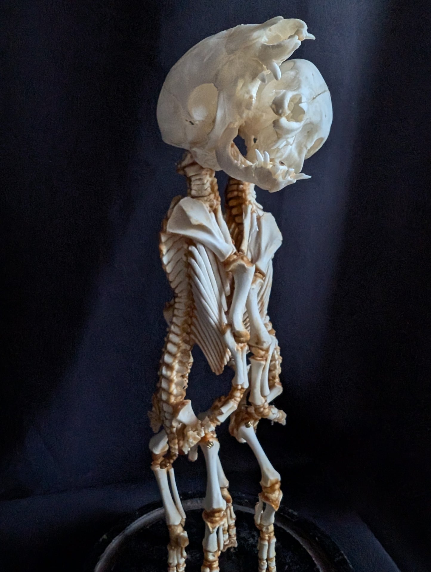 Rare Cephalopagus Pig Twin Skeleton "The Self-Devouring Form"