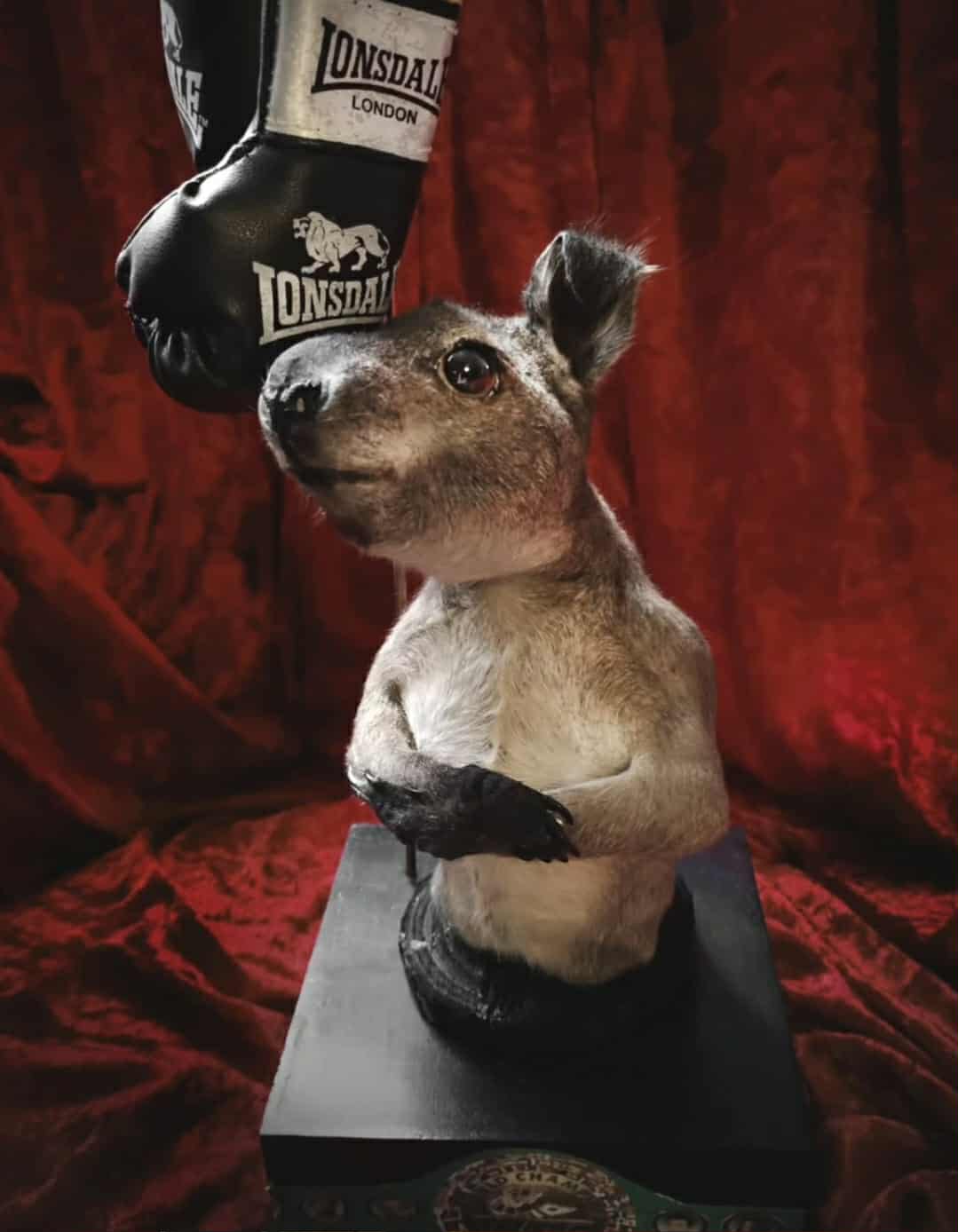 Taxidermy of a baby kangaroo boxer in box