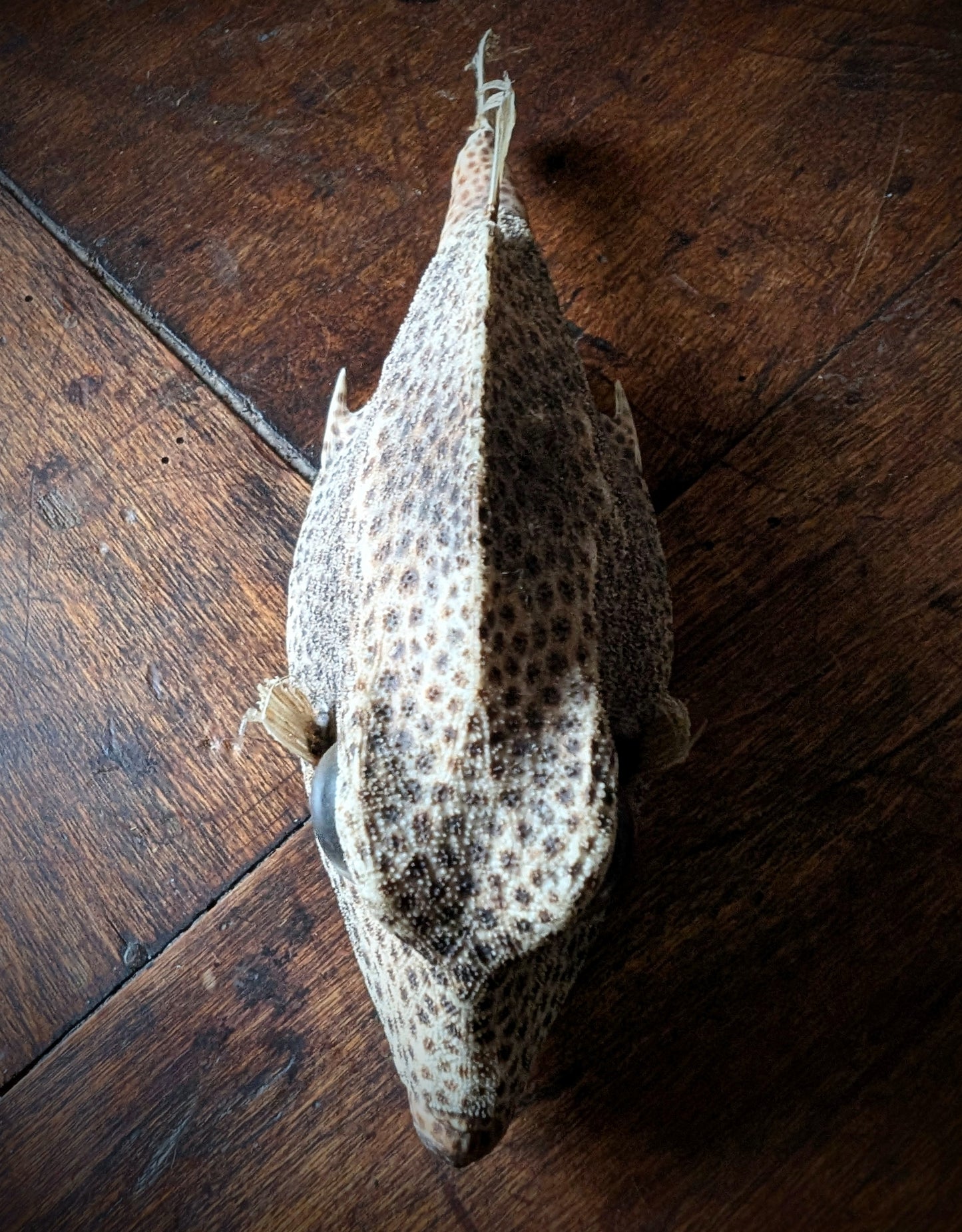 Taxidermy of a Caribbean Lactophrys bicaudalis fish