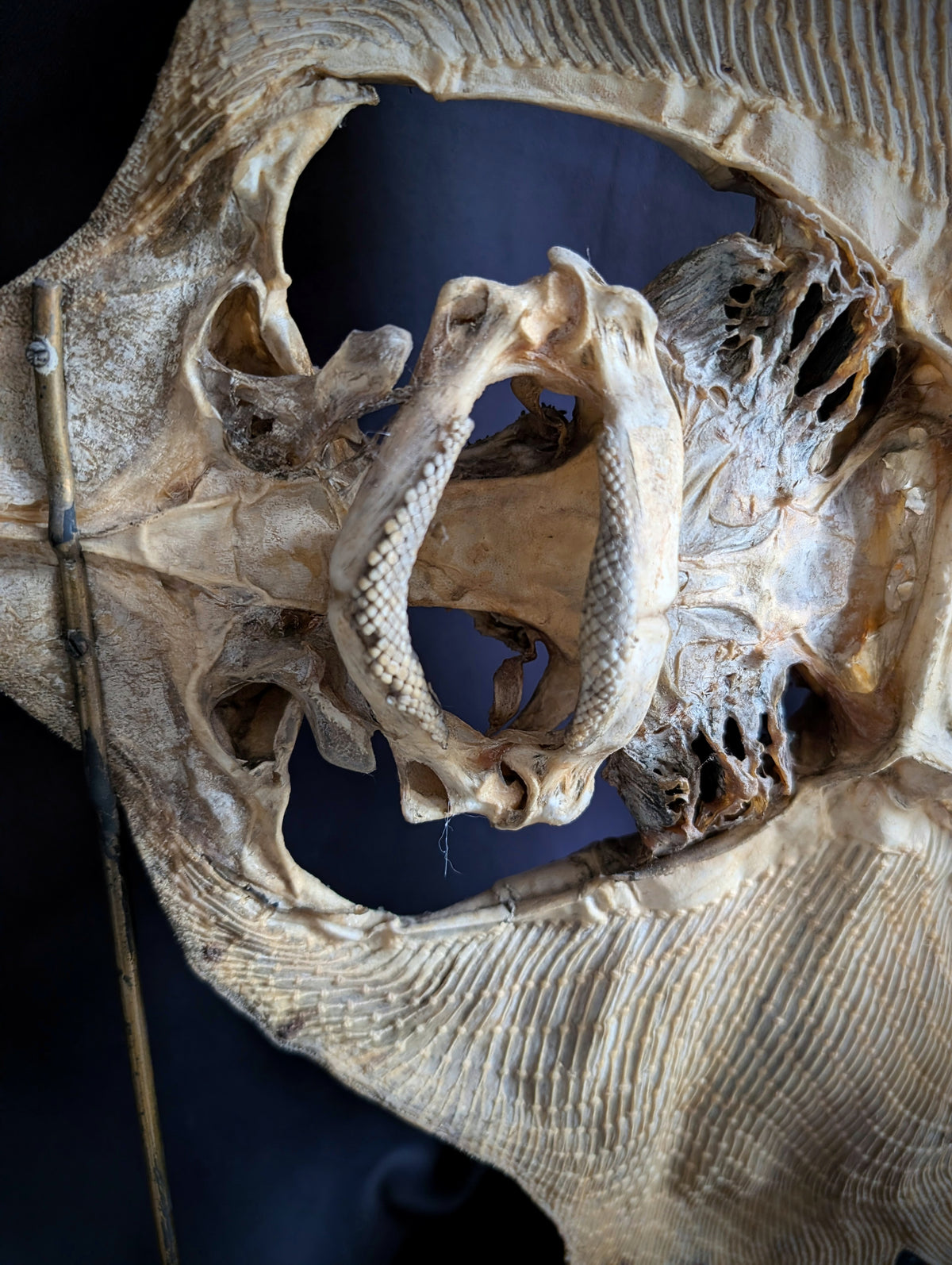 Large Eagle Ray Skeleton on Stand – Early 20th Century