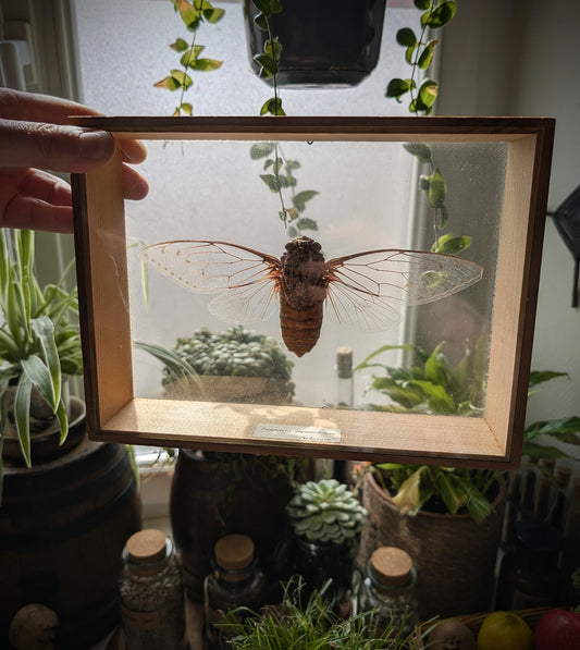 Old Cicada Pomponia Imperatoria from Malaysia in frame 24x18cm