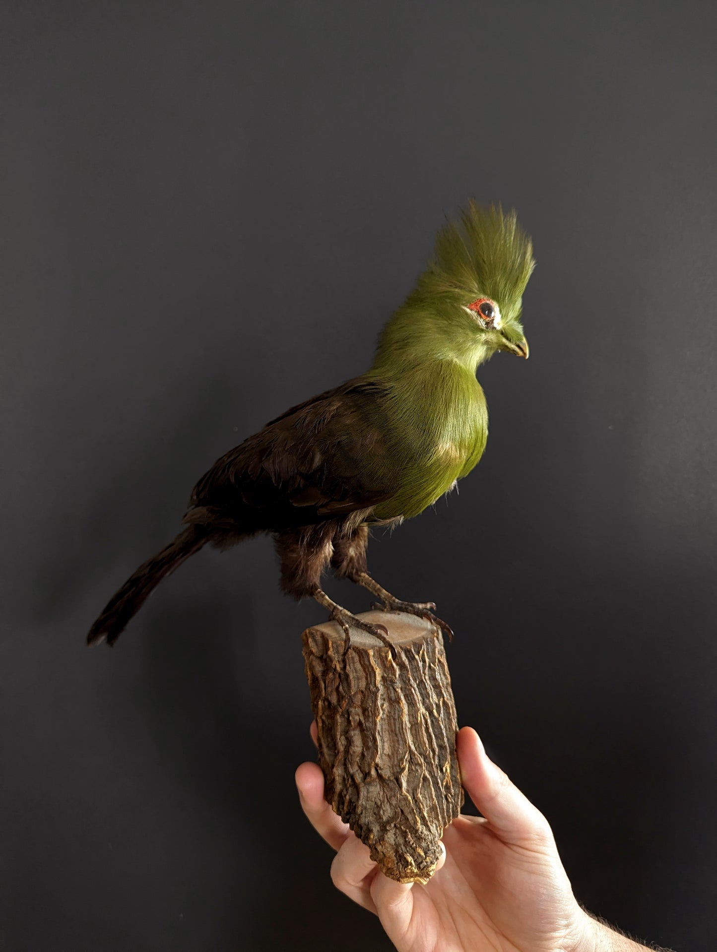 Taxidermy of Touraco