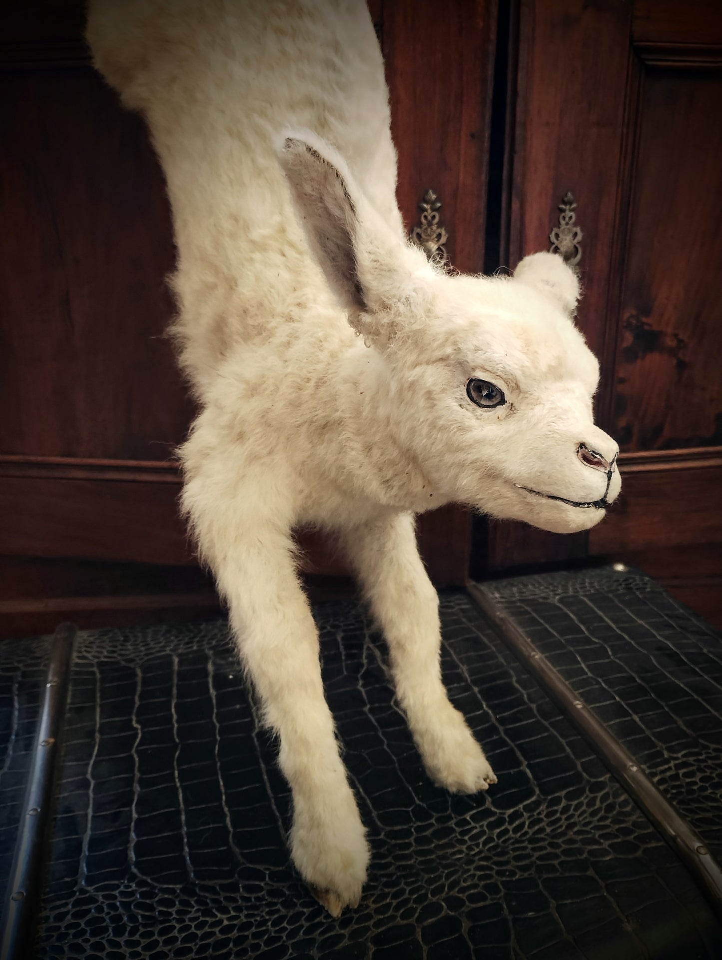 White Lamb taxidermy jumping