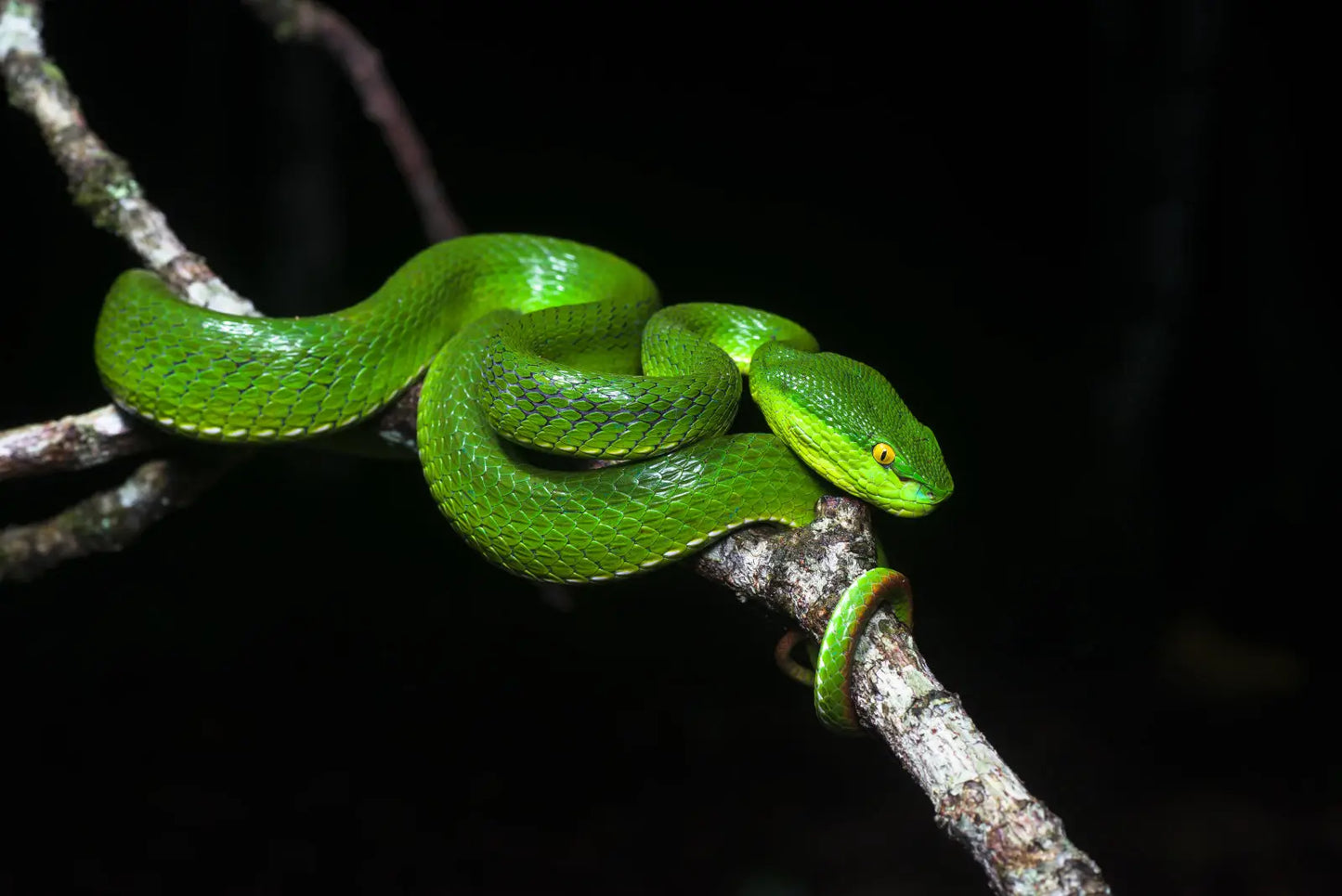 Mounted skeleton of a Bamboo Viper (Trimeresurus albolabris) on an antique Napoleon III base