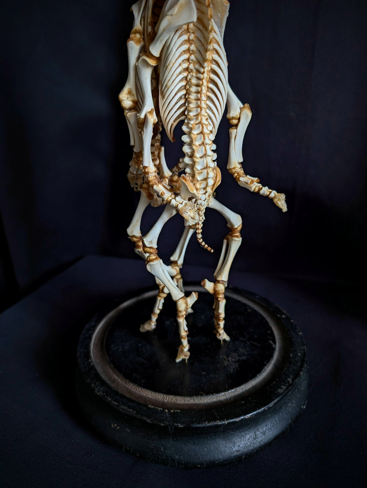 Rare Cephalopagus Pig Twin Skeleton "The Self-Devouring Form"