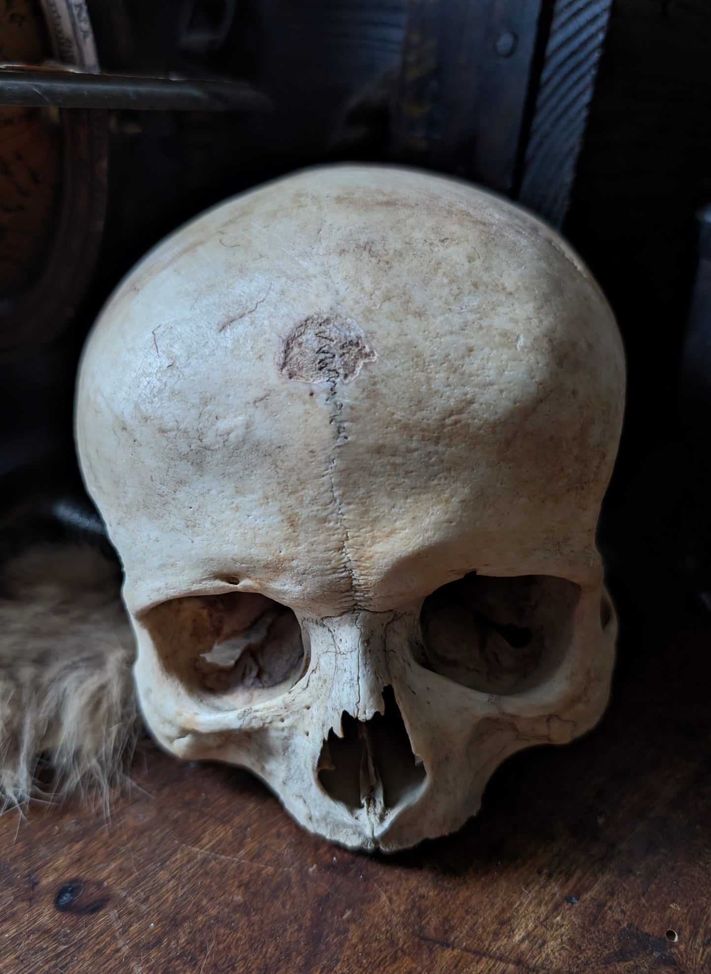 Antique female skull from the 19th century