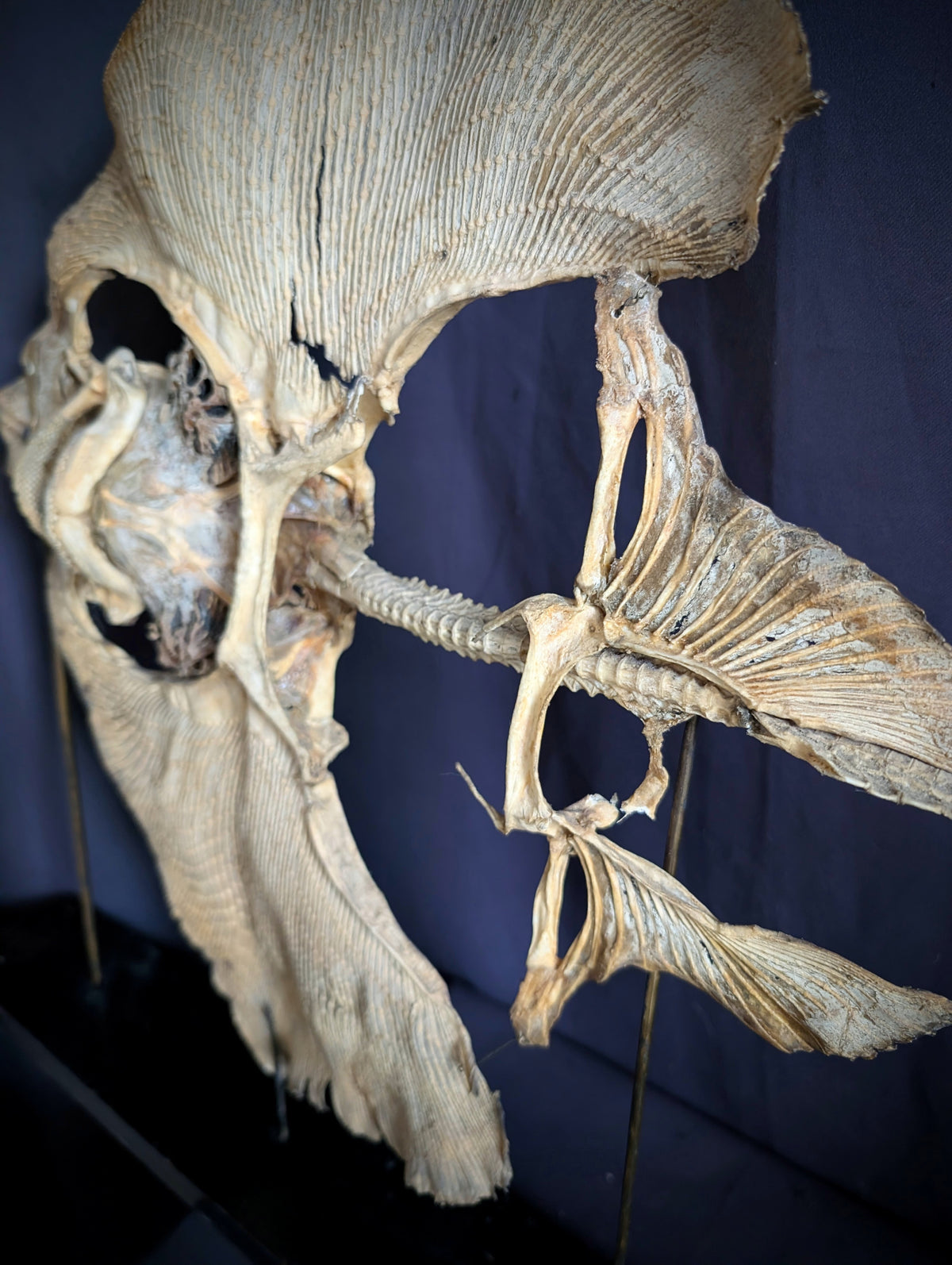 Large Eagle Ray Skeleton on Stand – Early 20th Century