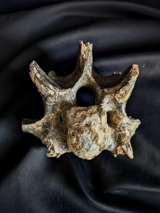 50 000-years old Bison Vertebrae fossil #2