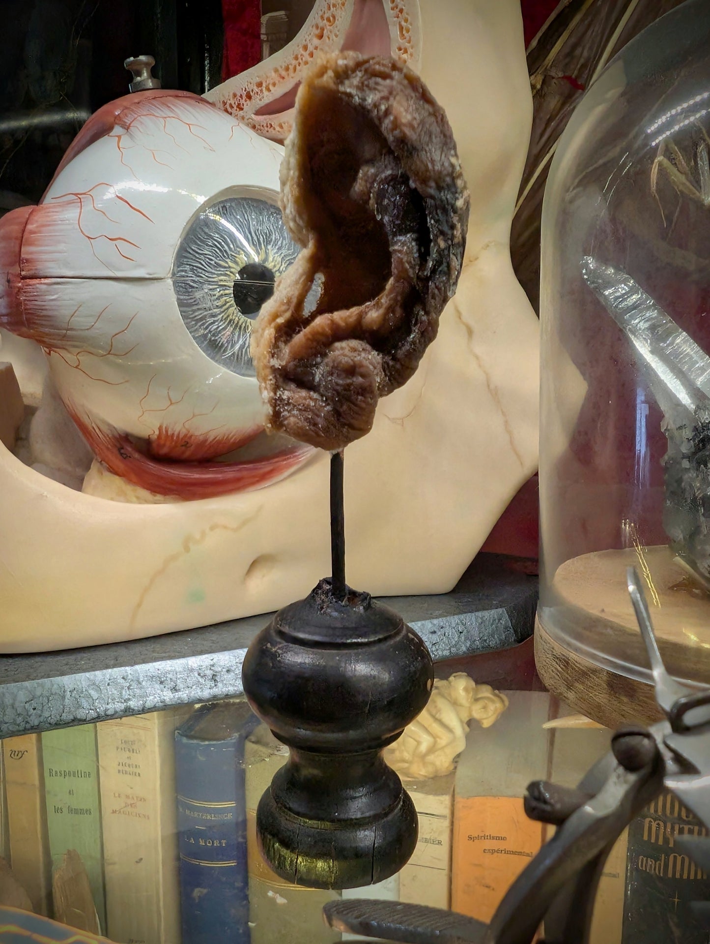 Mummified old ear (left), medical collection / very rare !