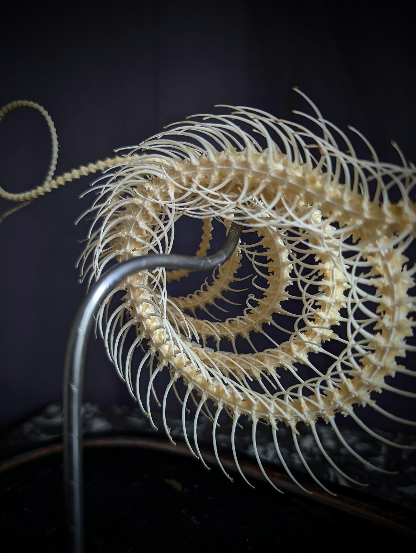 Mounted skeleton of a Bamboo Viper (Trimeresurus albolabris) on an antique Napoleon III base