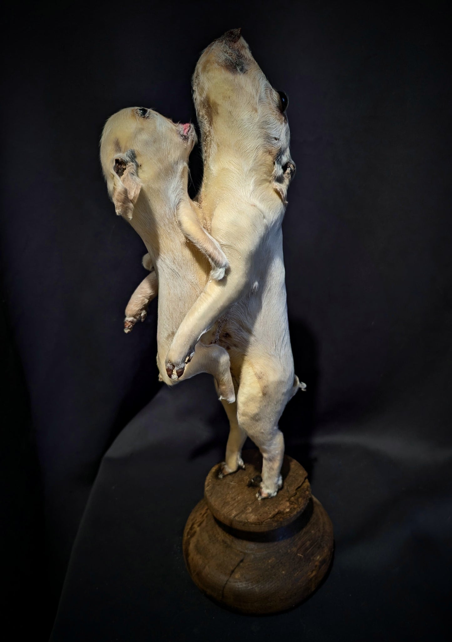 Rare taxidermy of a Siamese Pig !