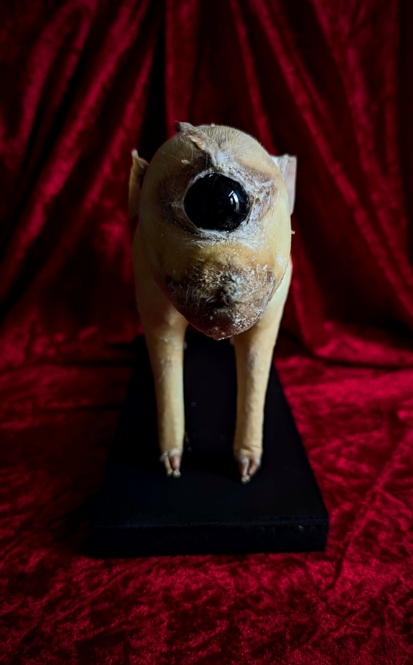 Rare Unicorn Cyclops Pig Taxidermy ! freak