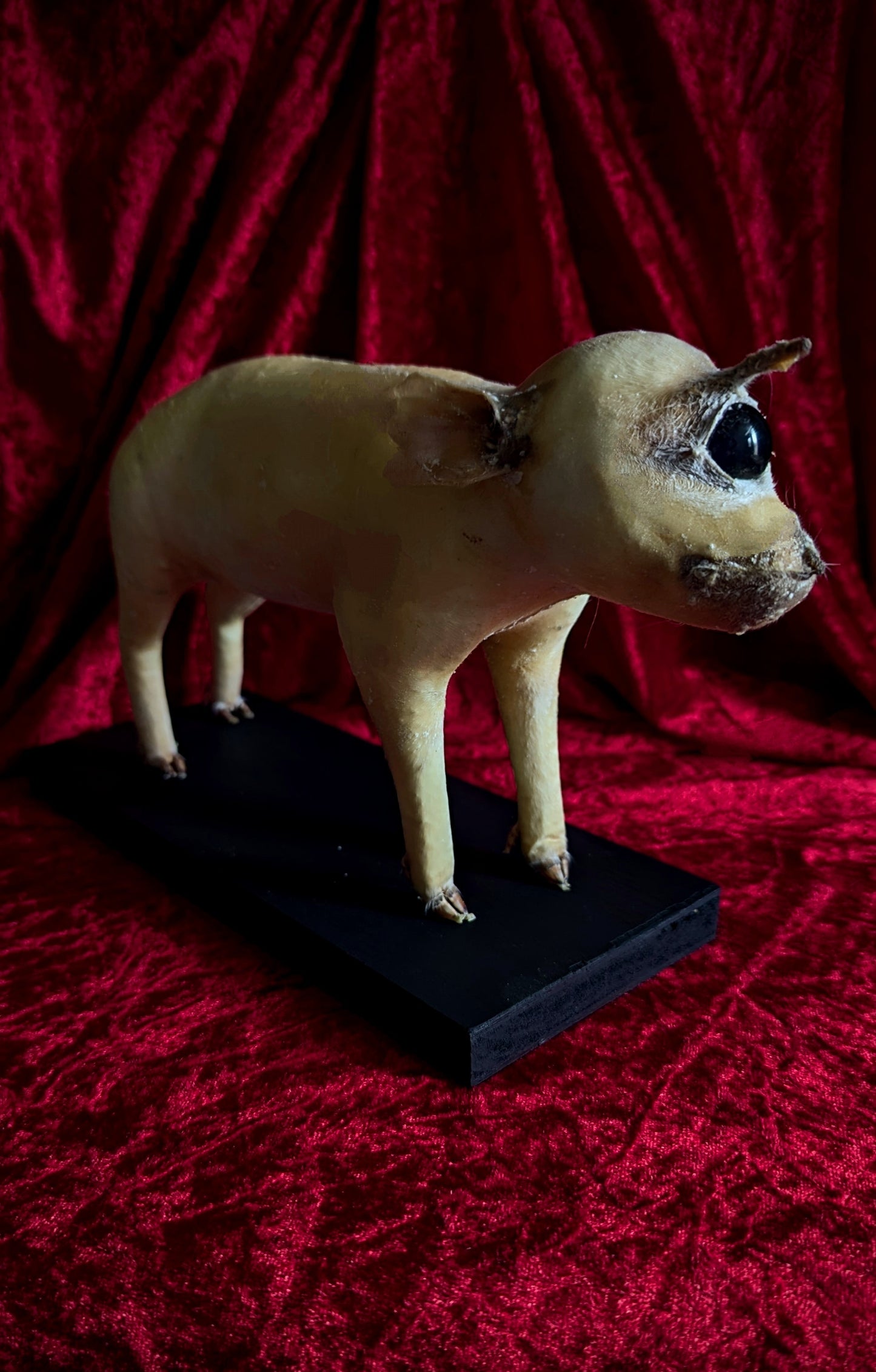 Rare Unicorn Cyclops Pig Taxidermy ! freak