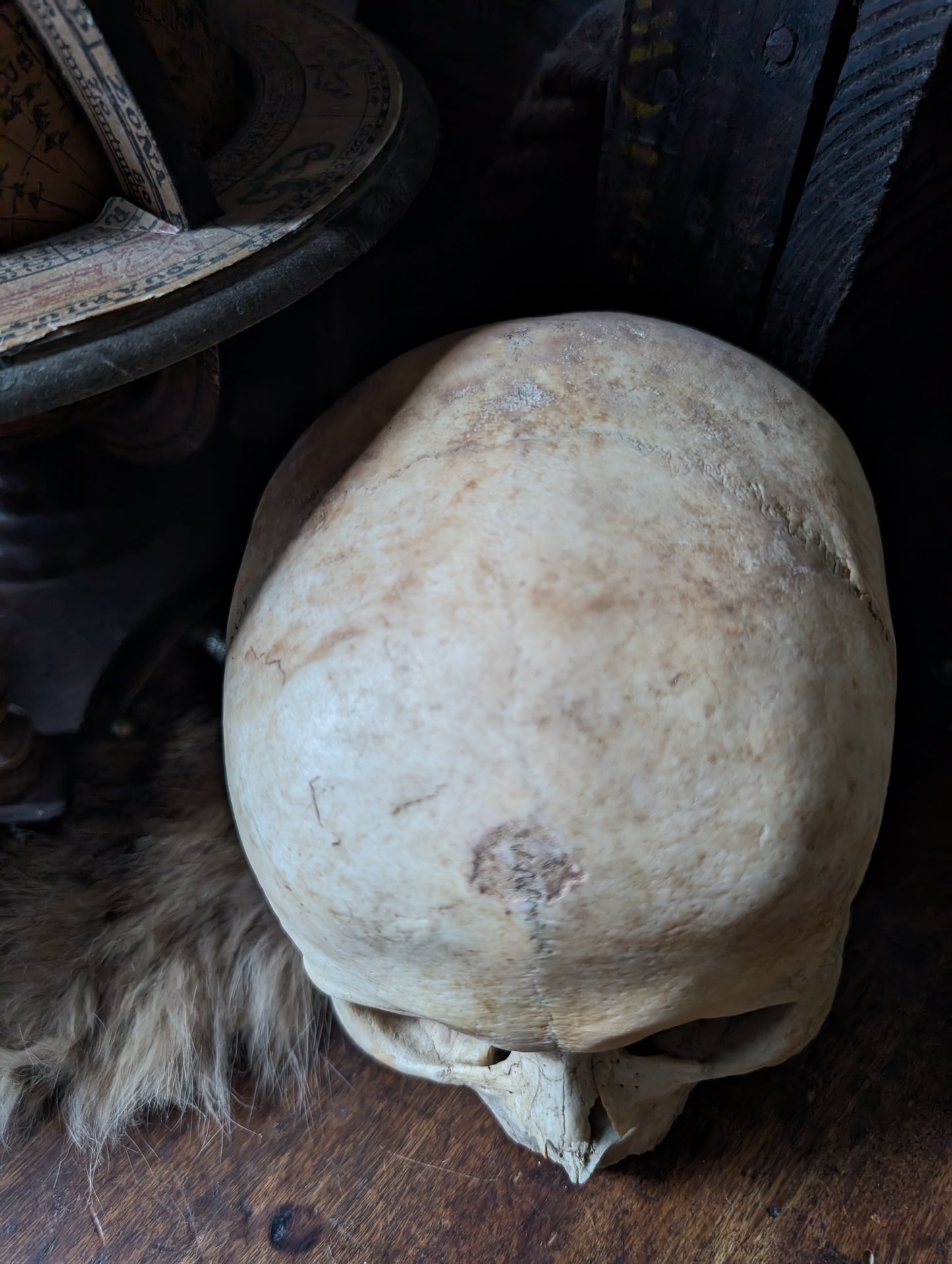 Antique female skull from the 19th century