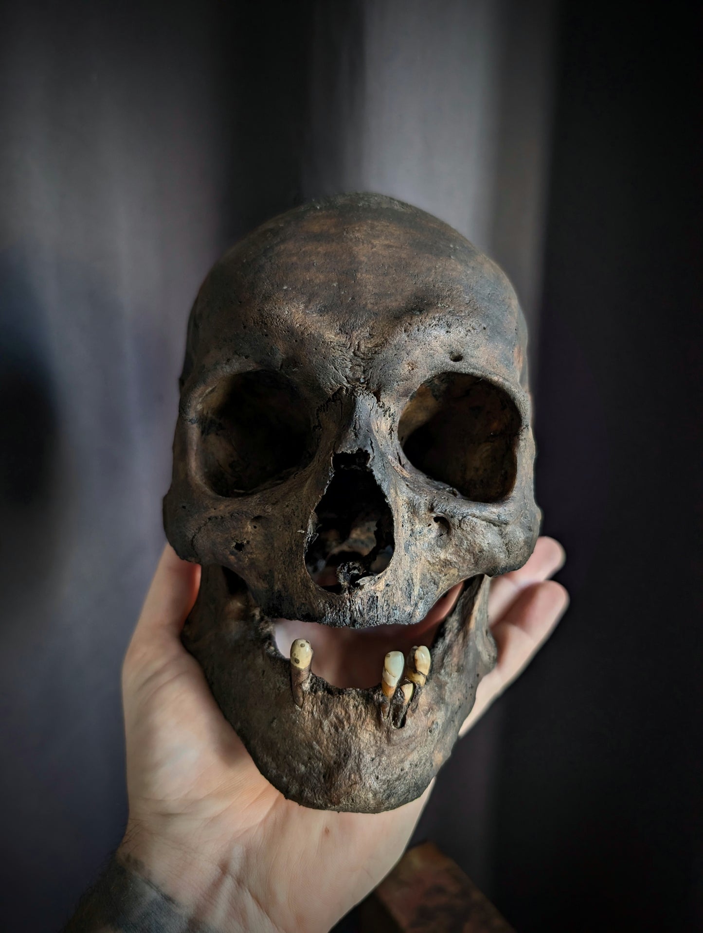 Antique skull with a beautiful dark patina and a broad mandible (from Italy late 19th century)