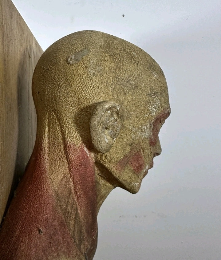 Rare Anatomical model " Boubée Paris" (from 1890/1910's)