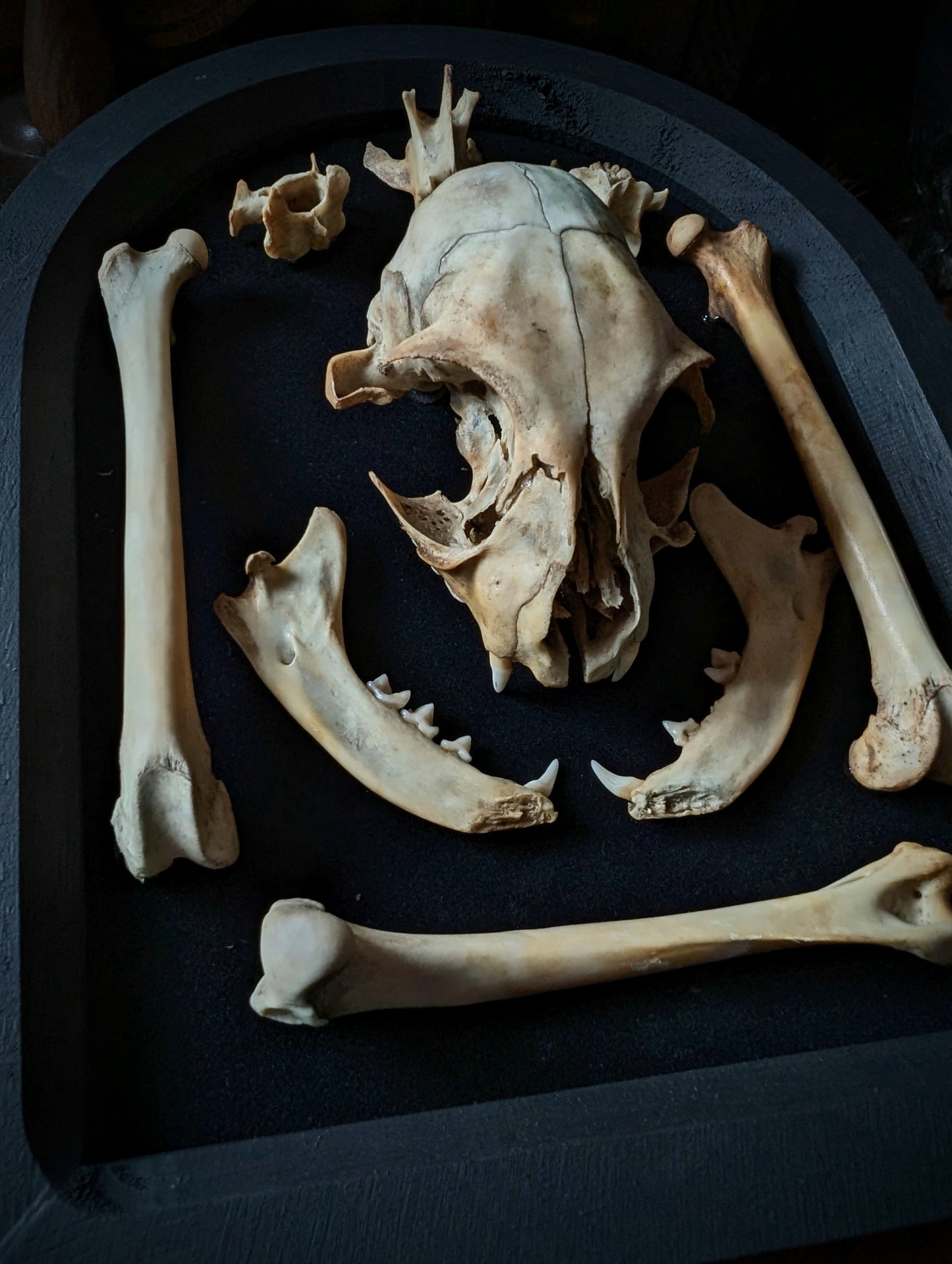 Cat skull and bones displayed in a black arched frame