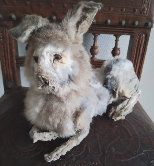 Rabbit-Lion taxidermy oddities