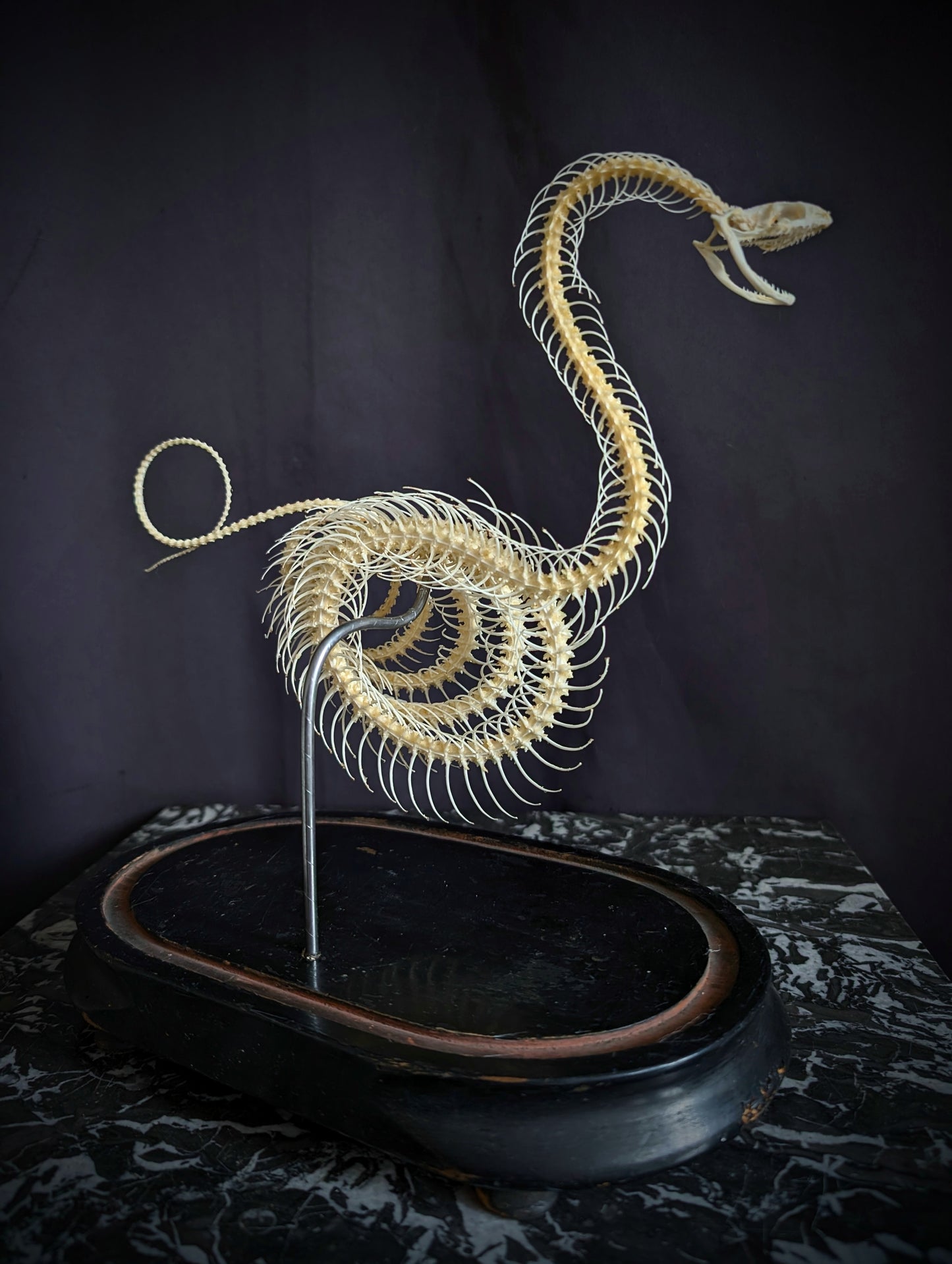 Mounted skeleton of a Bamboo Viper (Trimeresurus albolabris) on an antique Napoleon III base