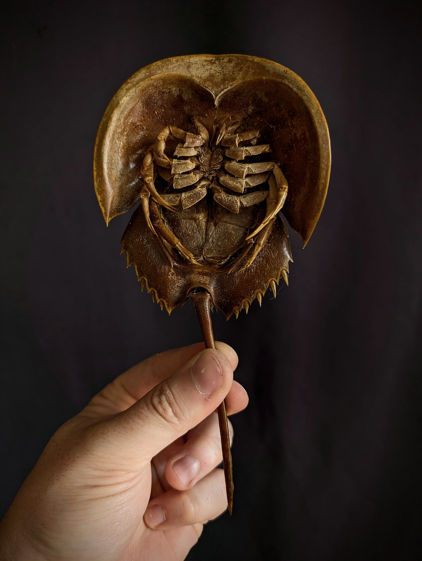 Horseshoe crab