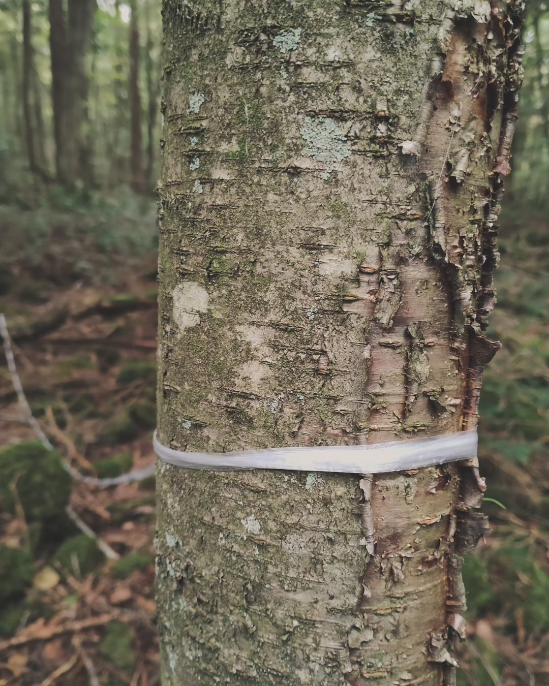 1 meter of white string from the Suicide Forest Aokigahara in Japan